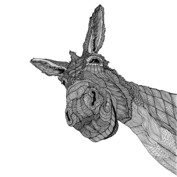 T-NEW-donkey_2